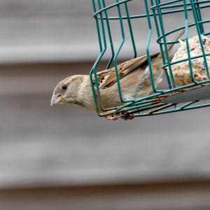 20240622 mg verbeterd nr