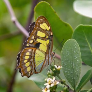 elmarco.nl dierentuin img