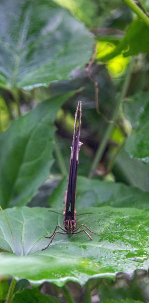 elmarco.nl dierentuin img