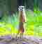 This image for Image Layouts addon