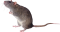 Ratje